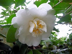 しろじし　白獅子