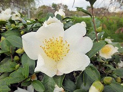 しろしょうわ　白昭和