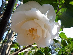 しろすみくら　白角倉