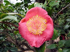 しんつかさ　新司