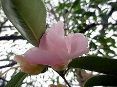 すきや　数奇屋