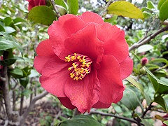 すずかのせき　鈴鹿の関