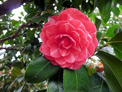 せんねんぎく　千年菊