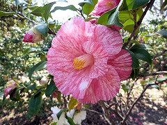 そうしあらい　草紙洗