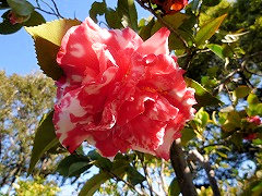 だいかぐら　大神楽