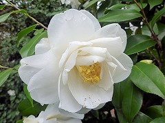 だいじょうかん　大城冠