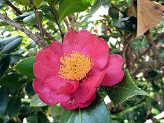 だいせん　大仙