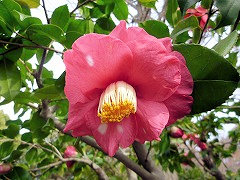 たいようにしき　太陽錦