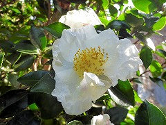 たごのつき　田子の月