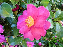 たちかんつばき　立寒椿