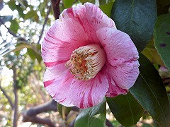 たつたにしき　竜田錦