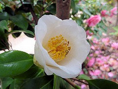 たまつばき　玉椿