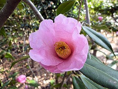 たろうかじゃ　太郎冠者