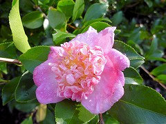 ちょうじぐるま　丁字車