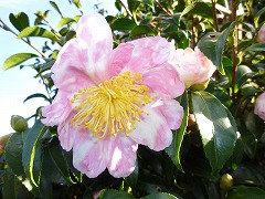 ちょうのあそび　蝶の遊び