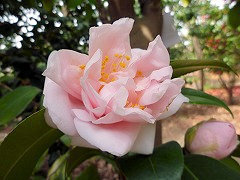 ちょうのはながた　蝶の花形