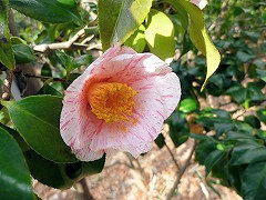 ちよだにしき　千代田錦