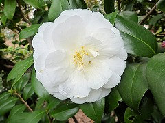 つきのみやこ　月の都