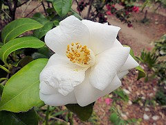 つるのけごろも　鶴の毛衣