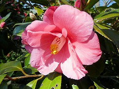 とりのこ　鶏の子