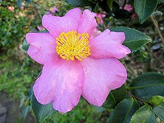 にじゅうべんてん　二重弁天