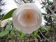 のちせやま　後瀬山