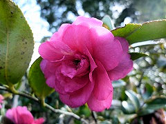 はいかんつばき　這寒椿