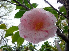 はくろにしき　白露錦