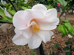 はごろも　羽衣