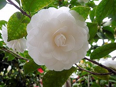 はすみじろ　蓮見白