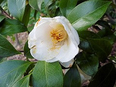 はつあらし　初嵐