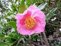 はなだいじん　花大臣