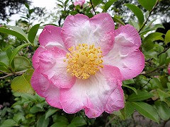 はるさめにしき　春雨錦