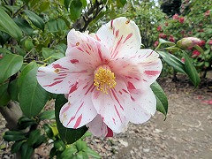 はるのうてな　春の台