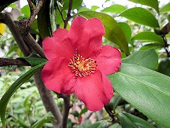 ばんだいつばき　万代椿