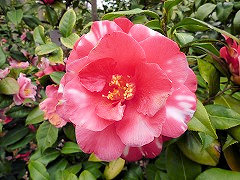 ひぐらし　日暮