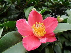 ひさとみ　久富