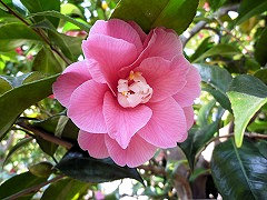 ひしからいと　菱唐糸