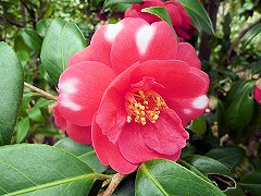 ひちりめん　緋縮緬