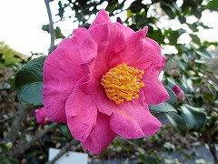 ひのつかさ　緋の司