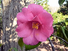 ひのれんげ　緋の蓮華