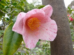 ひむろせつげつか　氷室雪月花