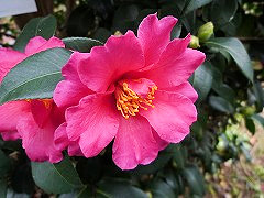 ひりゅう　飛竜