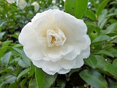 ふじのみね　富士の峯