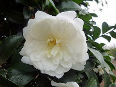 ふじのゆき　富士の雪