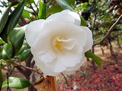 ふろうもん　不老門