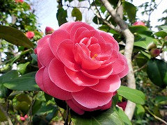 べにおとめ　紅乙女