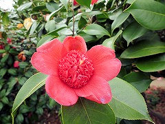 べにからこ　紅唐子