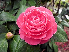 べにぐるま　紅車