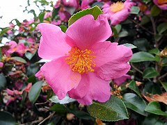 べにぼたん　紅牡丹